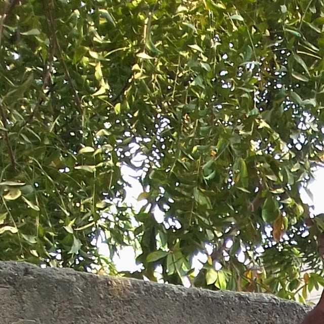 Diolinda  Diolinda Ngueve Samaquenha 